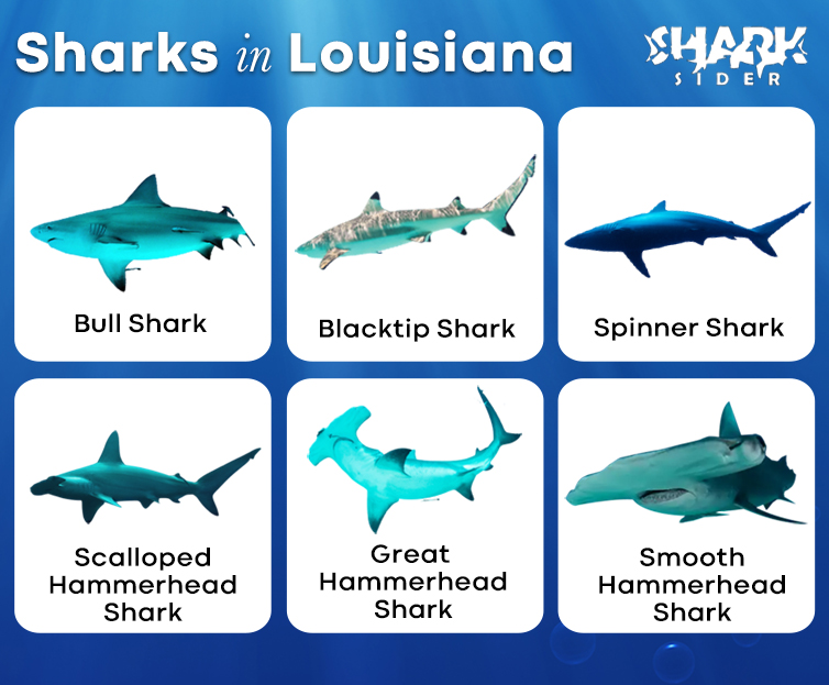 Sharks in Louisiana