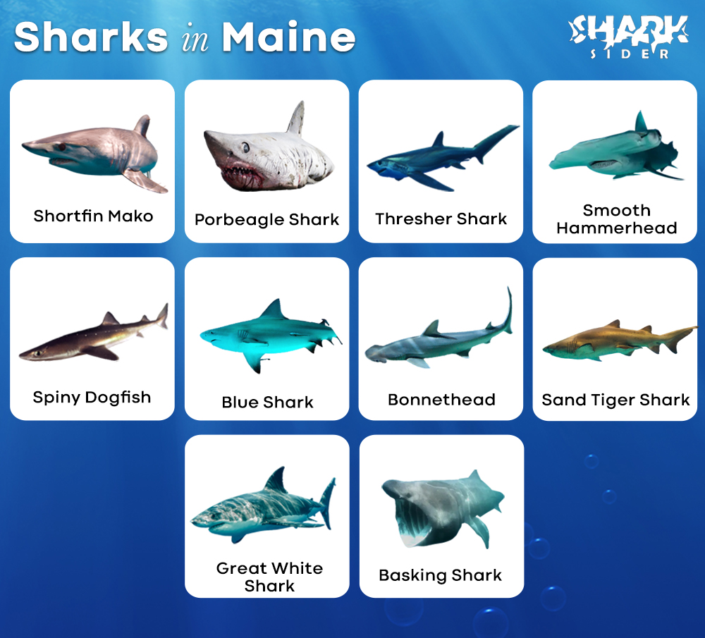 Sharks in Maine