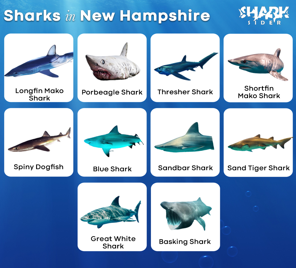 Sharks in New Hampshire