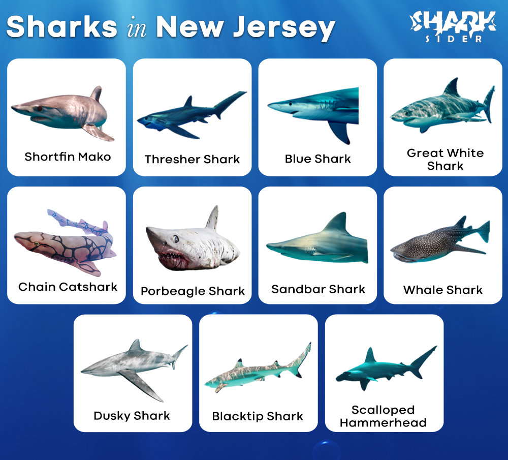 Sharks in New Jersey