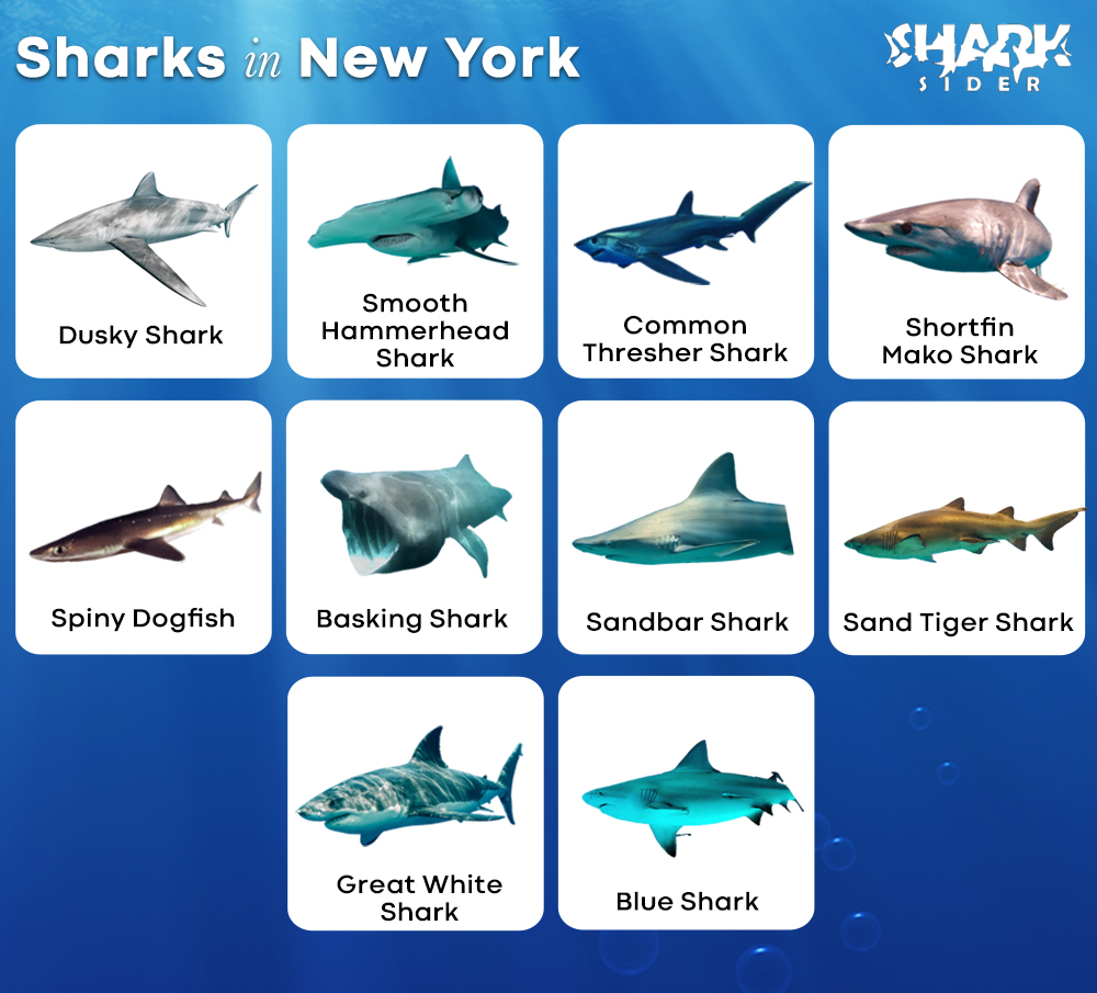 Sharks in New York