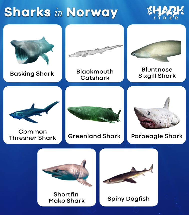 Sharks in Norway