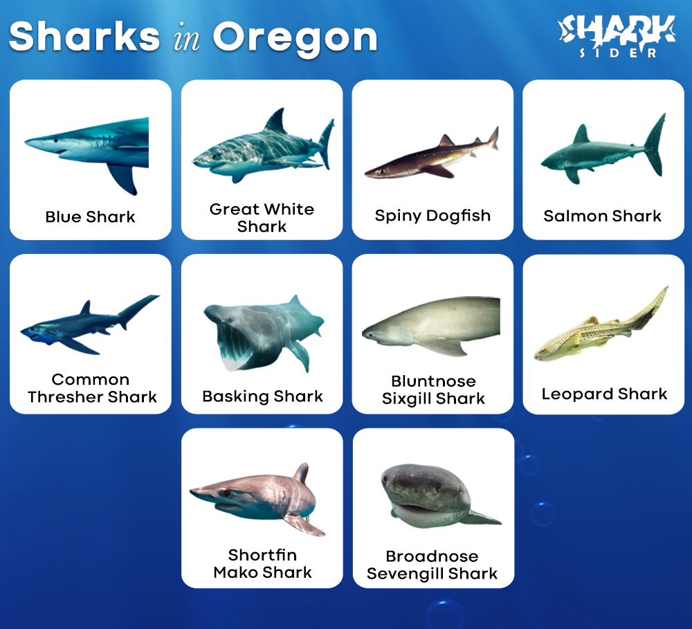 Sharks in Oregon