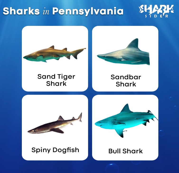 Sharks in Pennsylvania