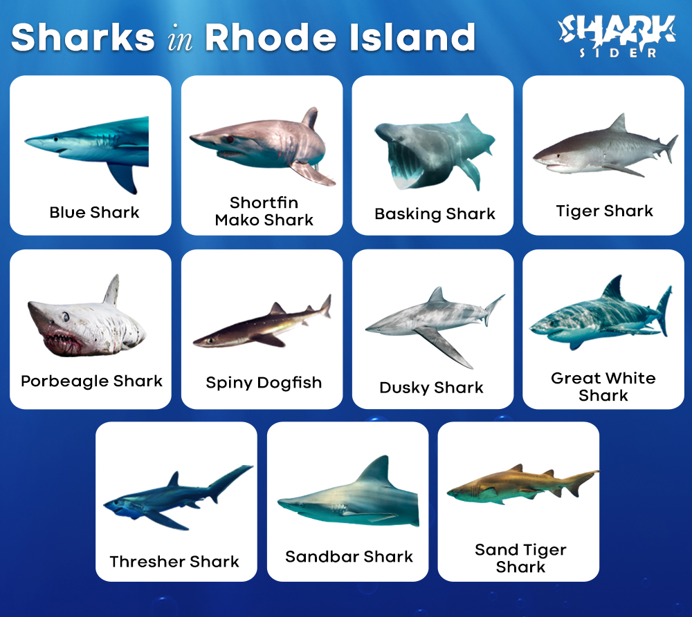 Sharks in Rhode Island