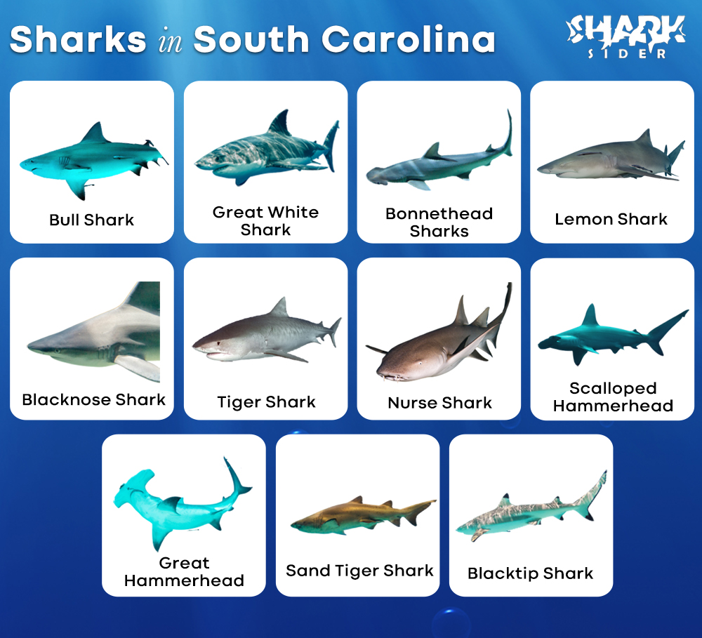Sharks in South Carolina