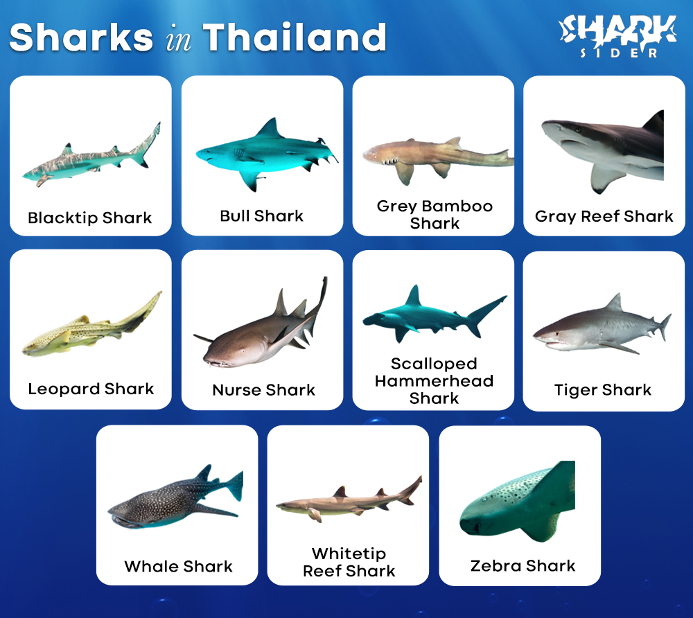 Sharks in Thailand