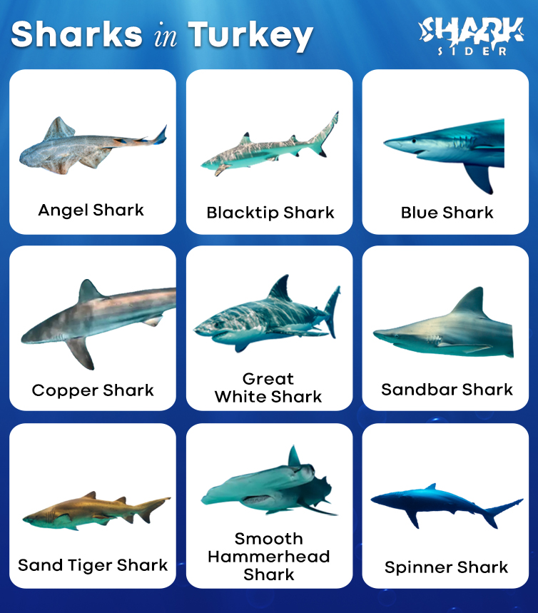 Sharks in Turkey