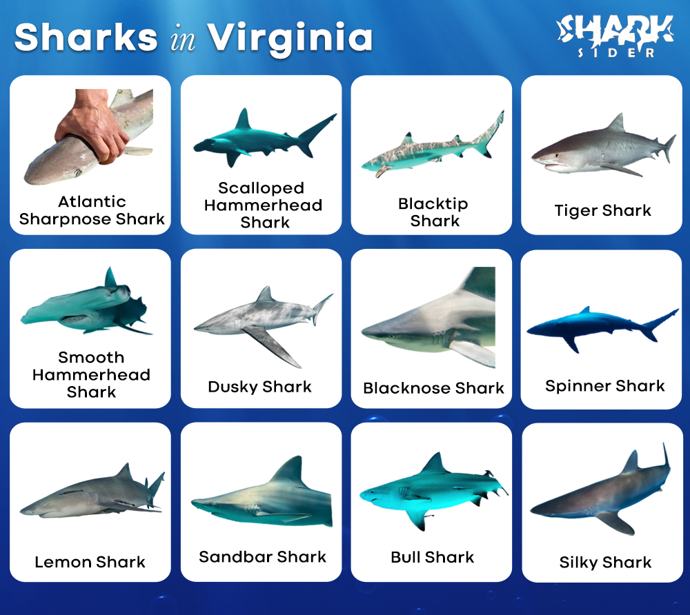 Sharks in Virginia