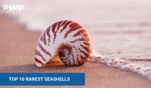 Top 10 Rarest Seashells