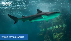 What Eats Sharks