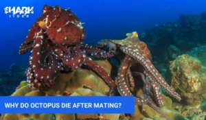 Why Do Octopus Die After Mating
