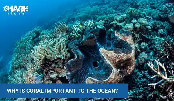 Why is coral important to the ocean
