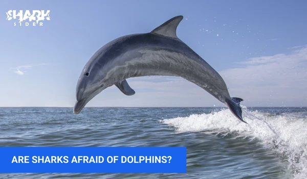 are sharks afraid of dolphins