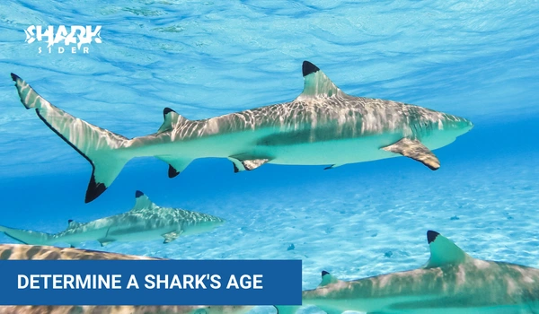 determine a shark's age