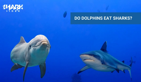 do dolphins eat sharks