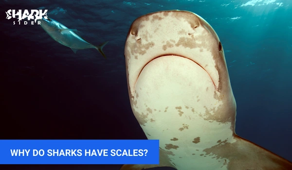does a shark have scales