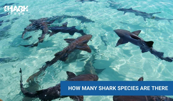 how many sharks are there