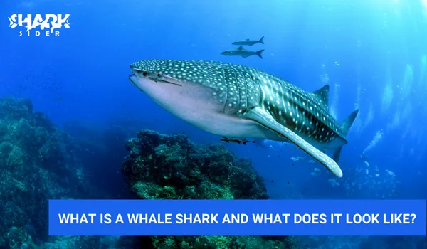 is the whale shark a shark