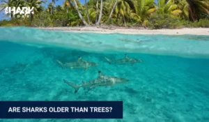 Are Sharks Older Than Trees