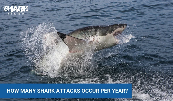 How Many Shark Attacks Per Year