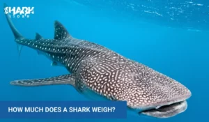 How Much Does A Shark Weigh
