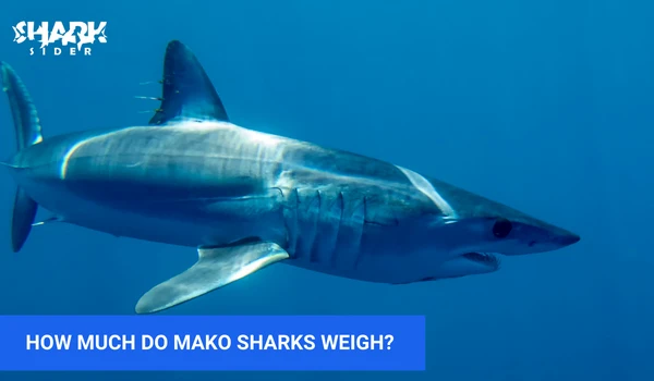 How much do Mako sharks weigh