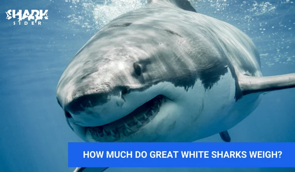 How much do great white sharks weigh