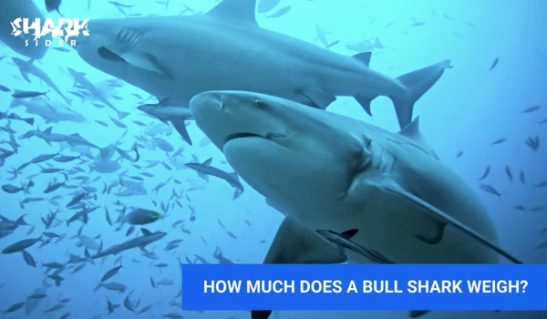How much does a Bull shark weigh