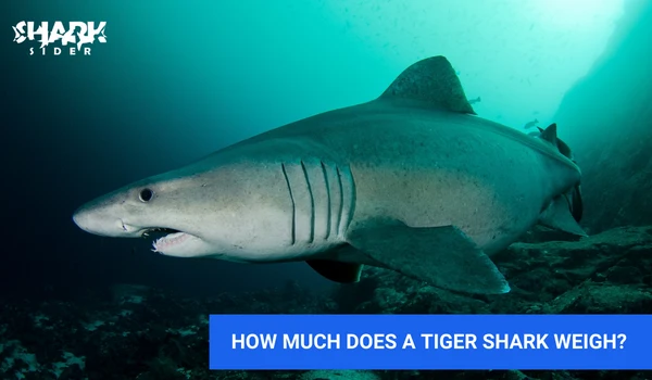 How much does a Tiger shark weigh