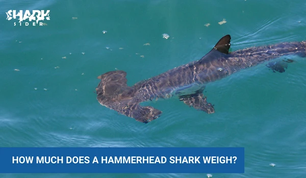 How much does a hammerhead shark weigh 