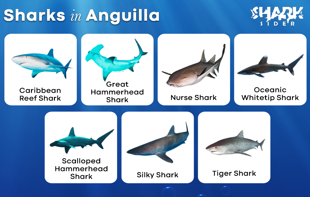 Sharks in Anguilla