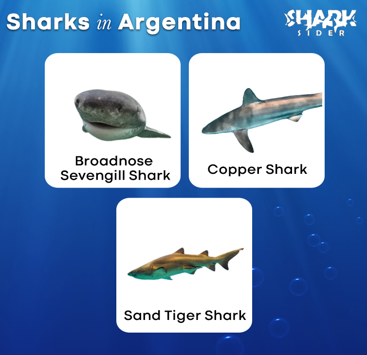 Sharks in Argentina