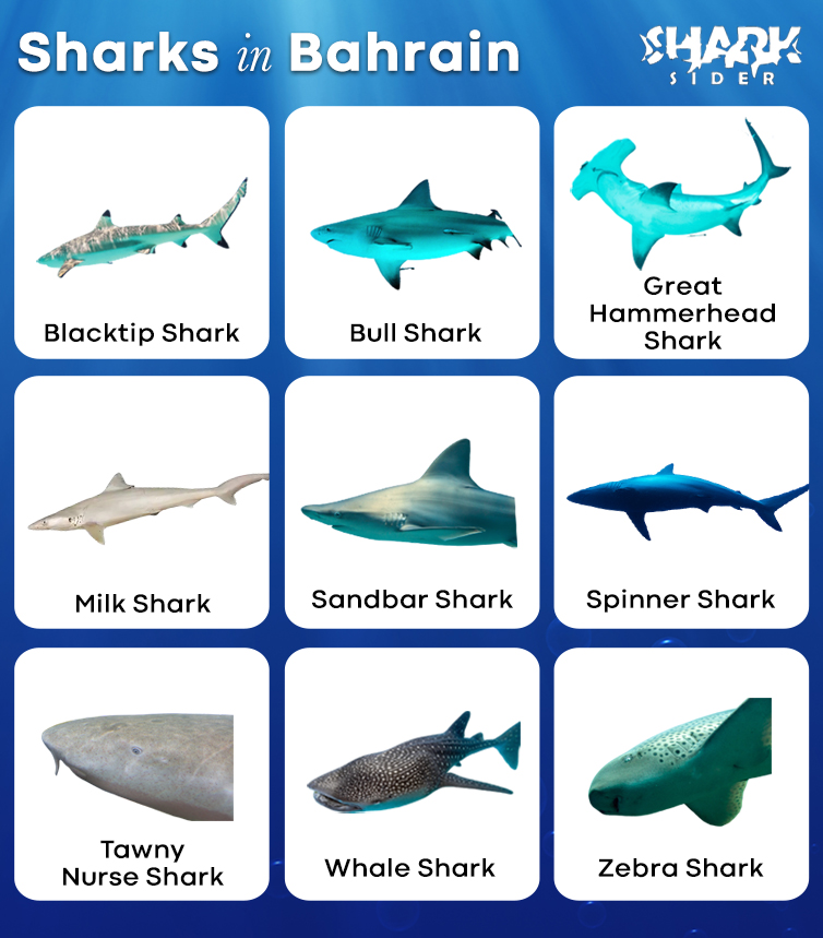 Sharks in Bahrain