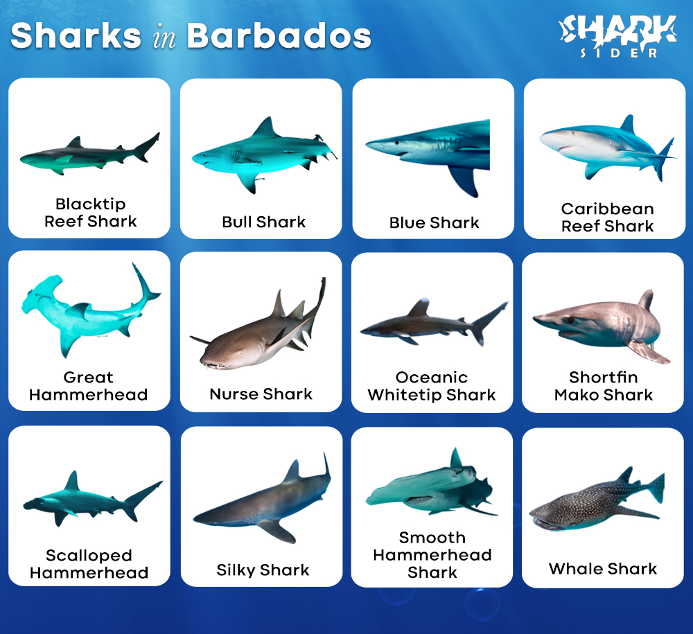 Sharks in Barbados
