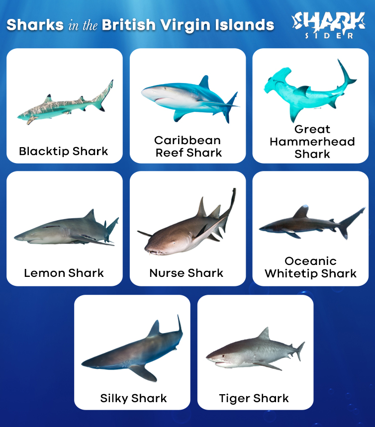 Sharks in British Virgin Islands