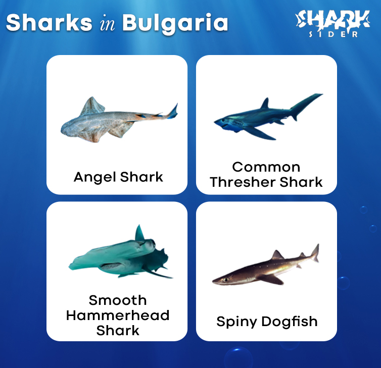 Sharks in Bulgaria