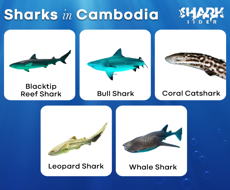 Sharks in Cambodia