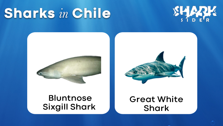 Sharks in Chile