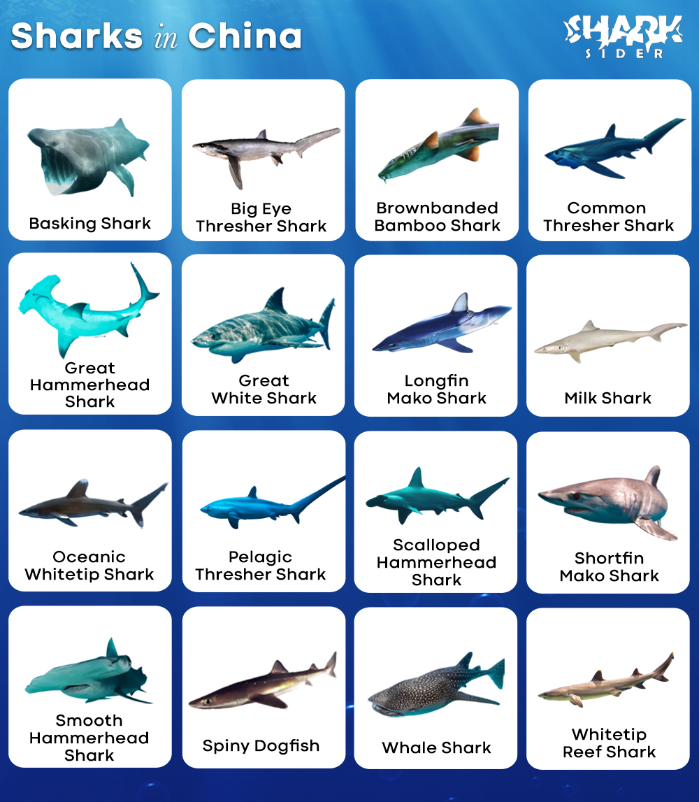 Sharks in China