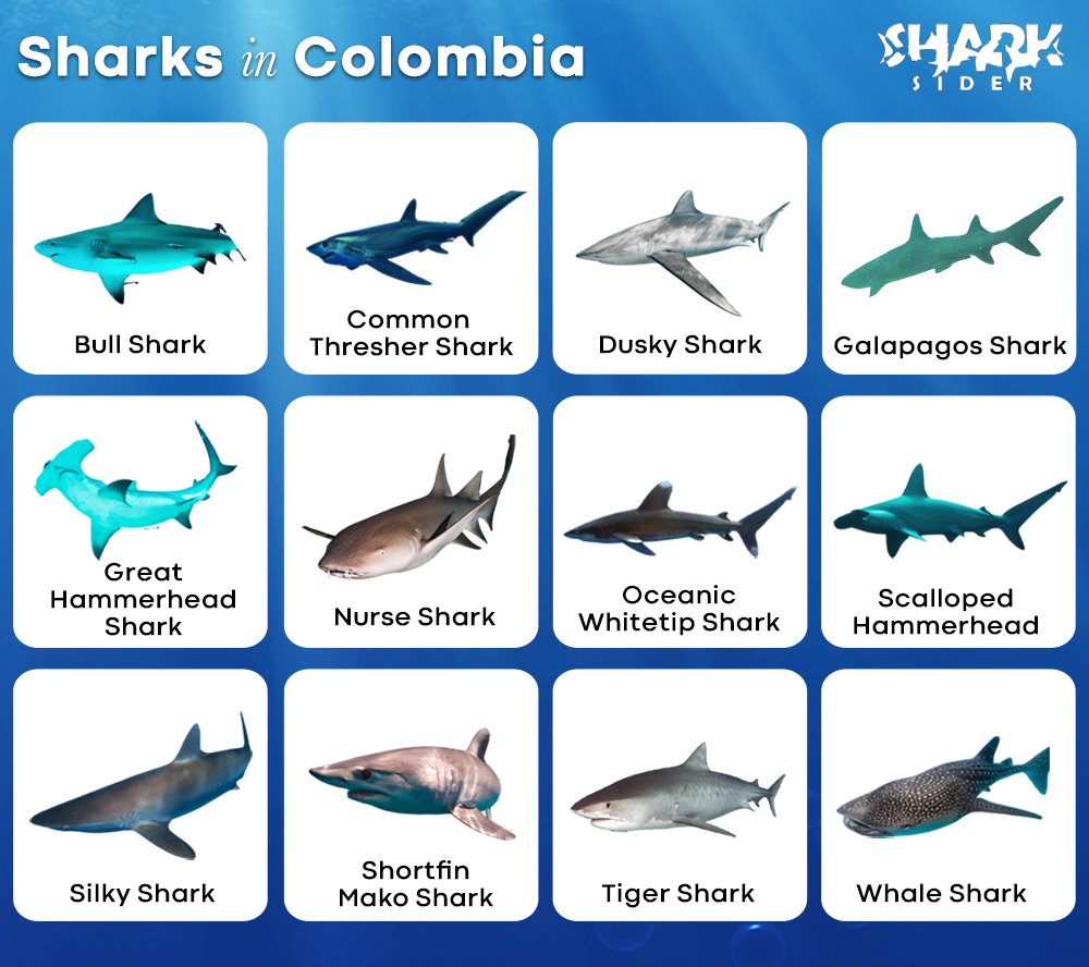 Sharks in Colombia