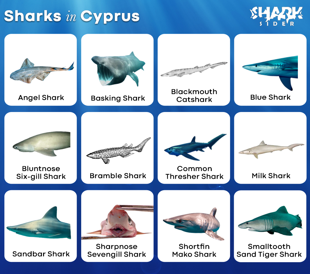 Sharks in Cyprus