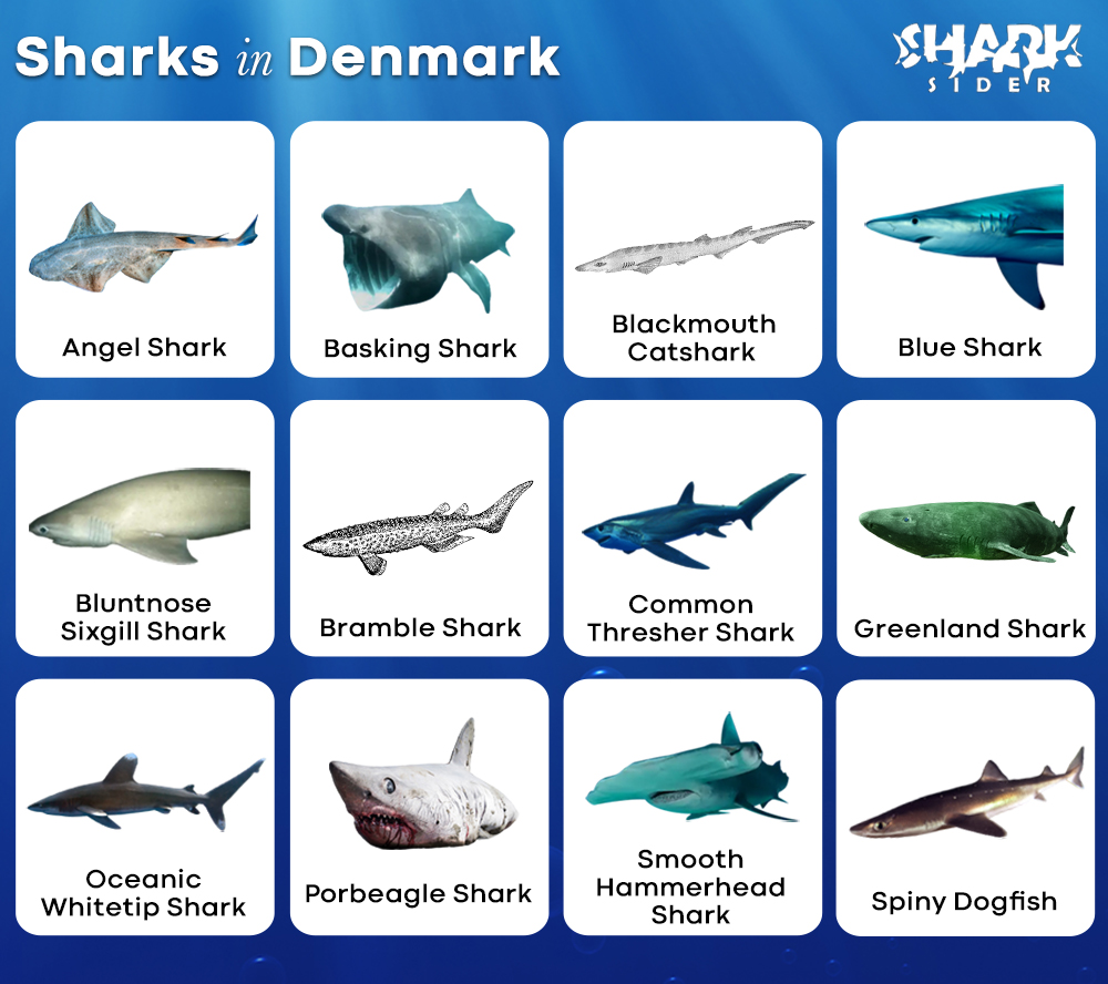 Sharks in Denmark