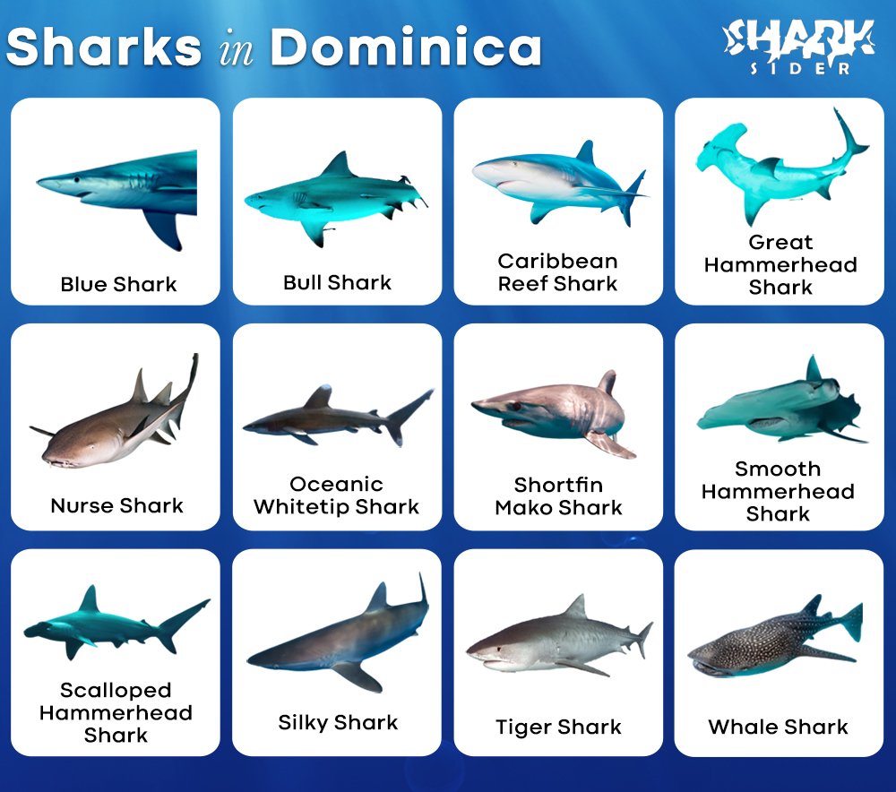 Sharks in Dominica