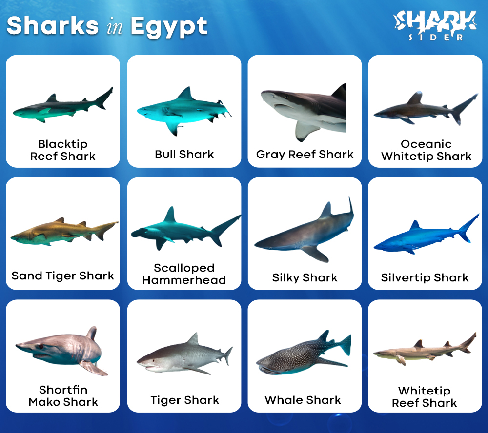 Sharks in Egypt