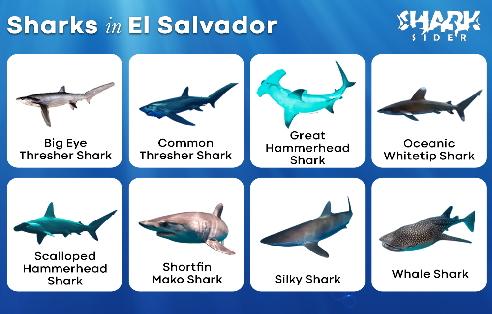 Sharks in El Salvador