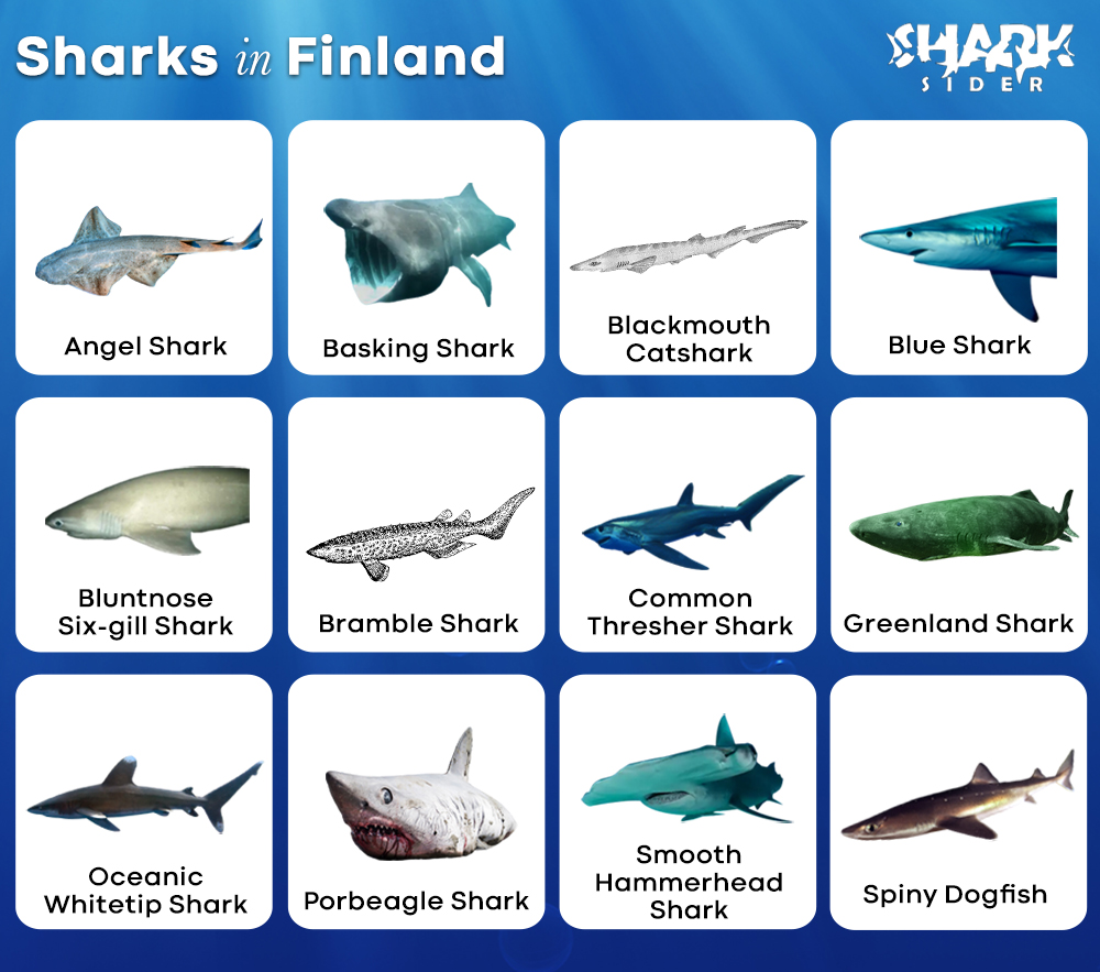 Sharks in Finland