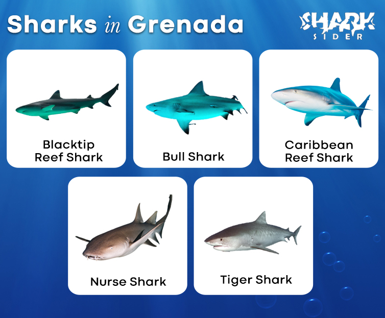 Sharks in Grenada