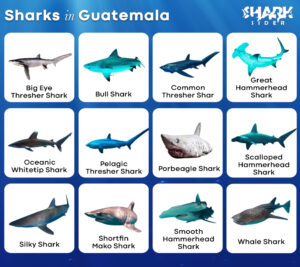 Sharks in Guatemala