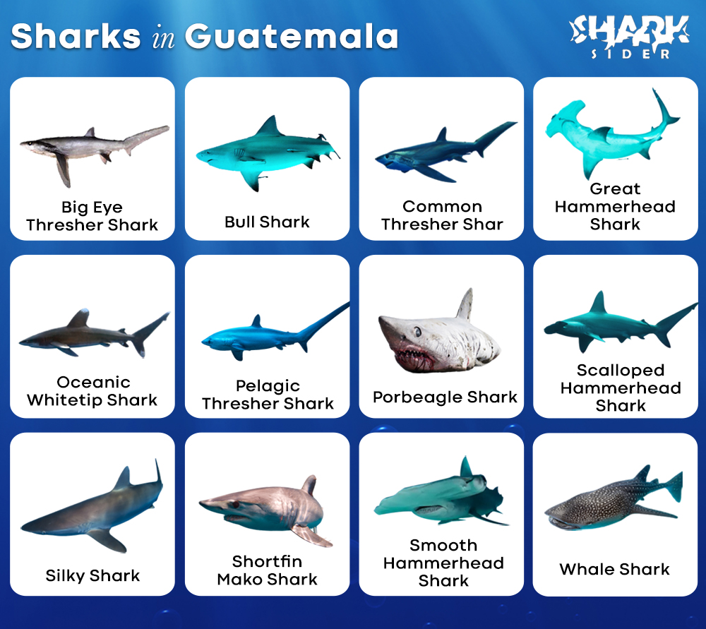 Sharks in Guatemala
